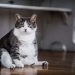 How to Tell if a Cat is Overweight – Feline FAQs UK (2023)