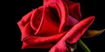 How to choose the right flowers for Valentine’s Day to show someone you care