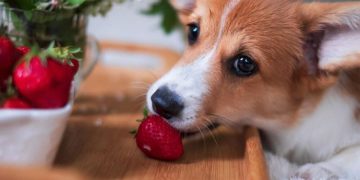 Strawberries: A Nutritious and Delicious Treat for Your Dogo Argentino