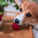 Strawberries: A Nutritious and Delicious Treat for Your Dogo Argentino