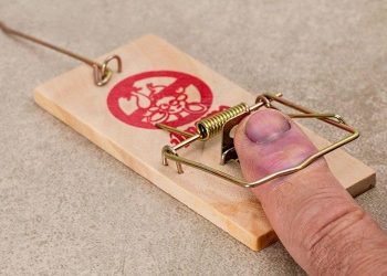 Who Is Responsible for Pest Control, Landlords or Tenants?