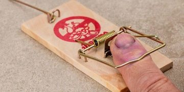 Who Is Responsible for Pest Control, Landlords or Tenants?