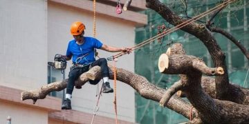 How To Choose The Best Tree Service Company