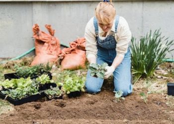 4 Tips for Starting a Garden in Your Backyard