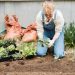 4 Tips for Starting a Garden in Your Backyard