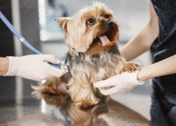 A Guide to Choose the Best Veterinary Clinic for Your Pet’s Health