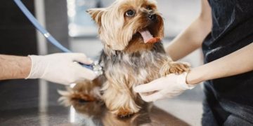 A Guide to Choose the Best Veterinary Clinic for Your Pet’s Health