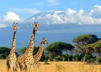 Tanzania: The Ultimate African Safari Destination