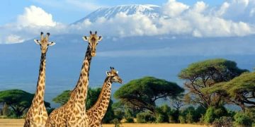 Tanzania: The Ultimate African Safari Destination