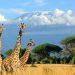 Tanzania: The Ultimate African Safari Destination