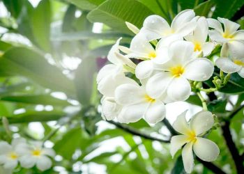 What are the Flowers that Smell Good?