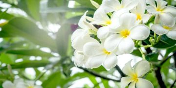 What are the Flowers that Smell Good?