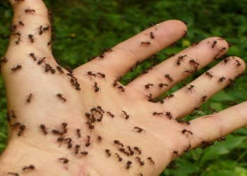 Why Did I Get an Ant Problem After Having My Termites Treated