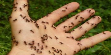 Why Did I Get an Ant Problem After Having My Termites Treated