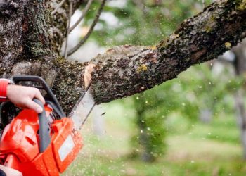 Why Should You Hire a Professional Tree Care Company for Homes and Businesses?
