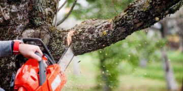 Why Should You Hire a Professional Tree Care Company for Homes and Businesses?