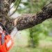 Why Should You Hire a Professional Tree Care Company for Homes and Businesses?