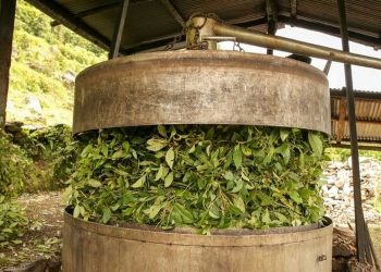 Everything You Need to Know About Essential Oil Distillers