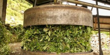 Everything You Need to Know About Essential Oil Distillers