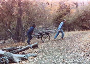 7 Tips to Choose A Deer Cart