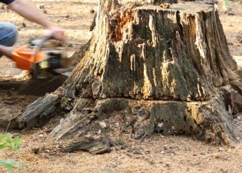 Out With The Old: How to Get an Old Tree Stump Removed Safely