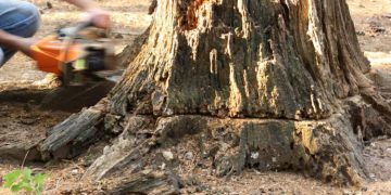 Out With The Old: How to Get an Old Tree Stump Removed Safely