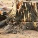 Out With The Old: How to Get an Old Tree Stump Removed Safely