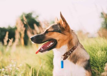 Purebred or Mixed Breed? Factors to Consider When Choosing Your New Dog