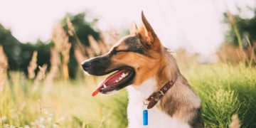 Purebred or Mixed Breed? Factors to Consider When Choosing Your New Dog