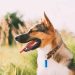 Purebred or Mixed Breed? Factors to Consider When Choosing Your New Dog