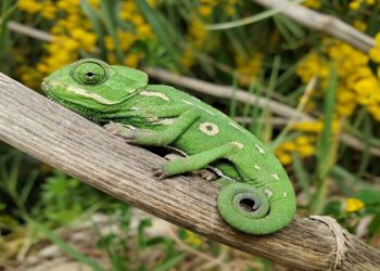 Reasons Why Your Chameleon Is Not Eating