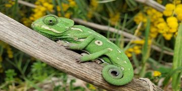 Reasons Why Your Chameleon Is Not Eating