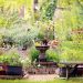 10 Amazing Mini Ecosystems You Can Create in Your Backyard