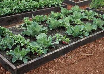 7 Tips to Consider When Choosing Raised Garden Beds