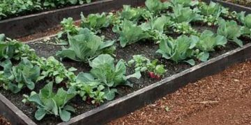 7 Tips to Consider When Choosing Raised Garden Beds
