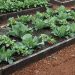 7 Tips to Consider When Choosing Raised Garden Beds