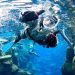 Discover the Wonders of the Ocean: Why You Need to Go on a Snorkel Tour