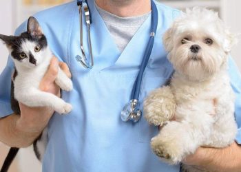 How to Properly Care for a New Puppy or Kitten