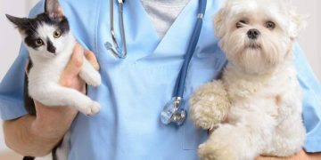 How to Properly Care for a New Puppy or Kitten