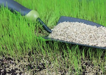 The Complete Guide For Buying Grass Seed Online
