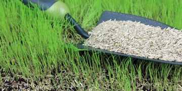The Complete Guide For Buying Grass Seed Online