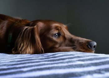 Your Dog’s Eye Health Might Need Your Quick Intervention