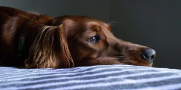 Your Dog’s Eye Health Might Need Your Quick Intervention