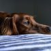 Your Dog’s Eye Health Might Need Your Quick Intervention