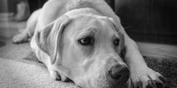 A Comprehensive Guide to Choosing the Best Rugs for Pet-Friendly Homes