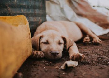 How Gene Therapy Can Help With Genetic Disorders In Pets