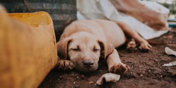 How Gene Therapy Can Help With Genetic Disorders In Pets