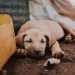 How Gene Therapy Can Help With Genetic Disorders In Pets