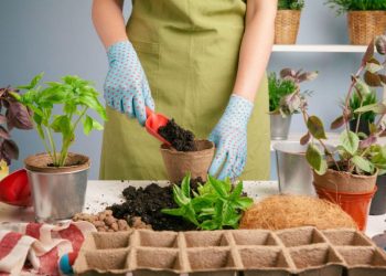 Indoor Gardening Hacks: Maximizing Space and Efficiency