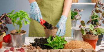 Indoor Gardening Hacks: Maximizing Space and Efficiency